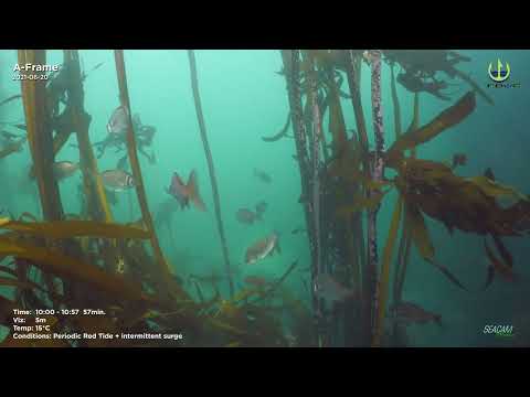 2021 06 20 A Frame Short