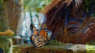 Vicinities - Steve Hauschildt ᴴᴰ