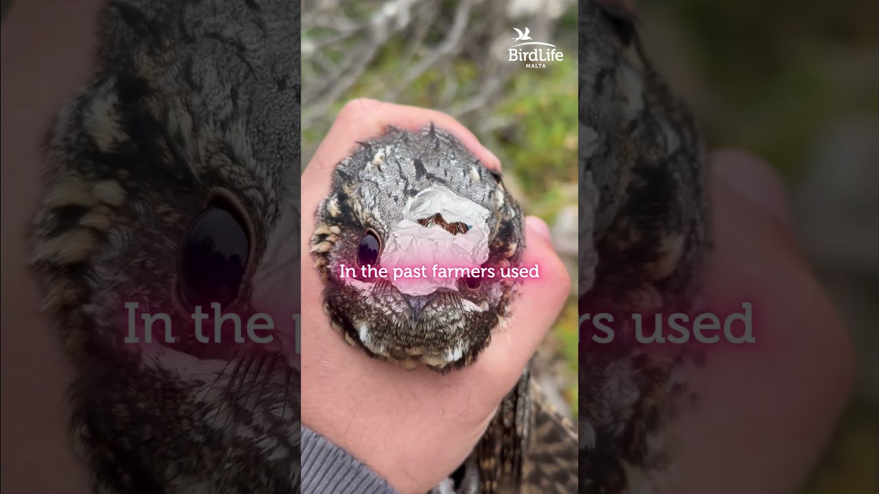 ✨ Meet the European Nightjar (Buqrajq), a bird straight out of a fantasy story! 🌌