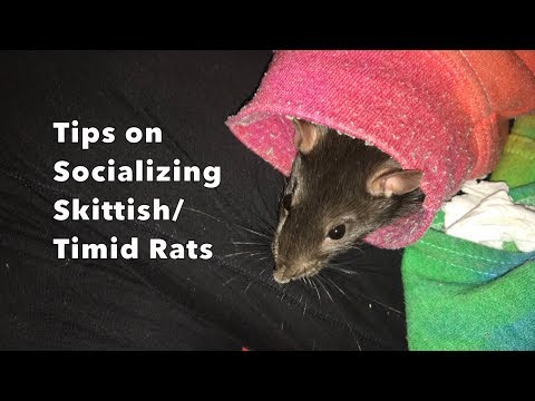 Conseils pour socialiser les rats timides/réticents - avec Cream !