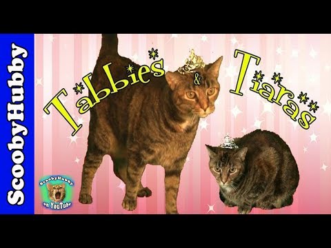 Tabbies & Tiaras -- Cat Clips #246