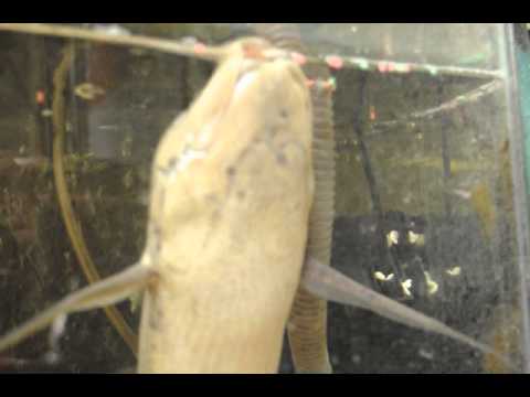 Bahník africký (Protopterus annectens) — akvárium, kŕmenie a správanie