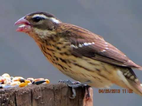 The Great Spring Migration Through S Texas_0001