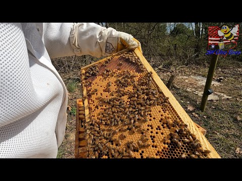 , title : 'Season Summary at SW Ohio Bees'