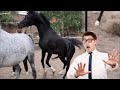 Horse Mating And Breeding Process Explained Complete Guide To Equine Reproduction