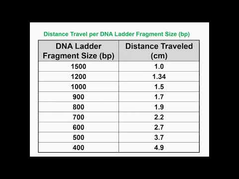 Distance Travel Per DNA Ladder Fragment Size