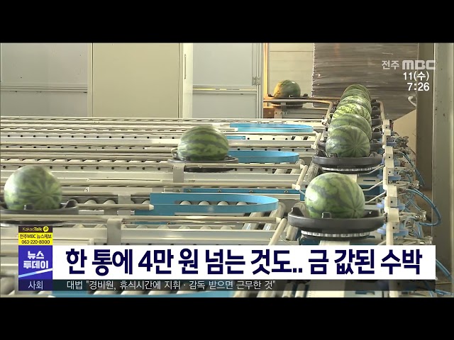 한 통에 4만 원 넘는 것도 금 값된 수박