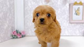 ハーフ犬の動画01