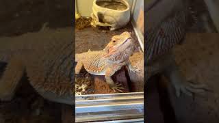 ペロちゃん可愛い😍#reptiles #フトアゴヒゲトカゲ