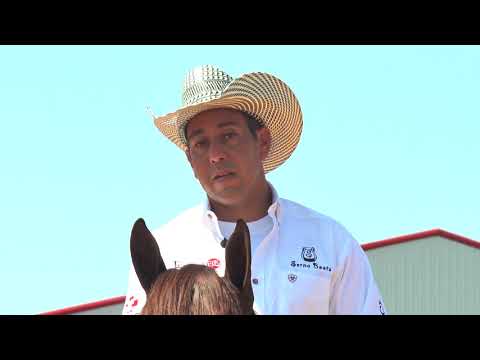 Yonathan Baruch – Working Order of Horses