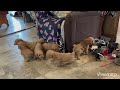 Cockapoo dogs for sale: Honey  - Video 1