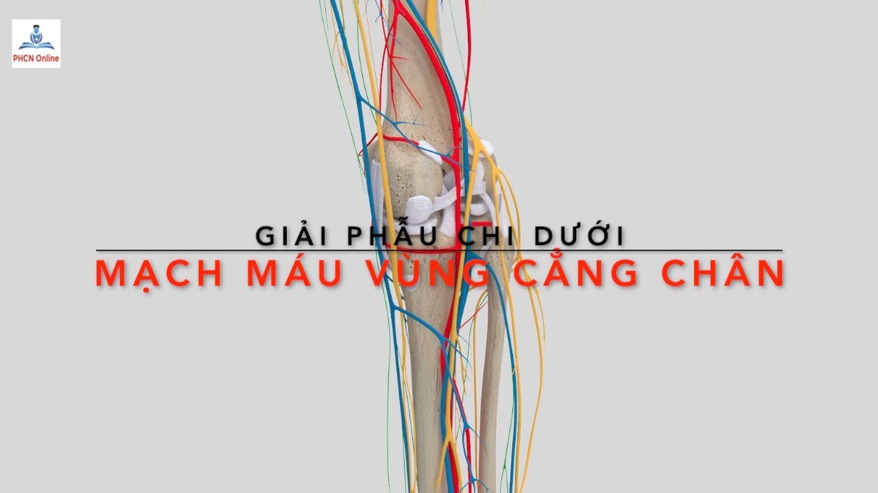 Các mạch máu vùng cẳng chân