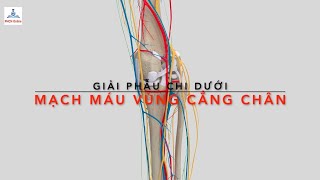 Mạch máu vùng cẳng chân