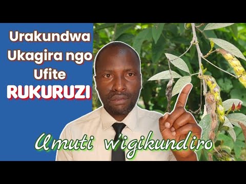 Umuti w'Urukundo/ Urakundwa bikakurenga
