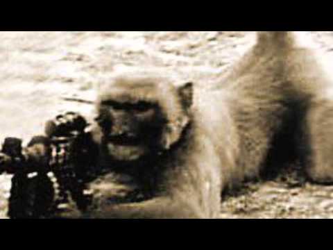 Oh my God I am a monkey - Andrew Vivona