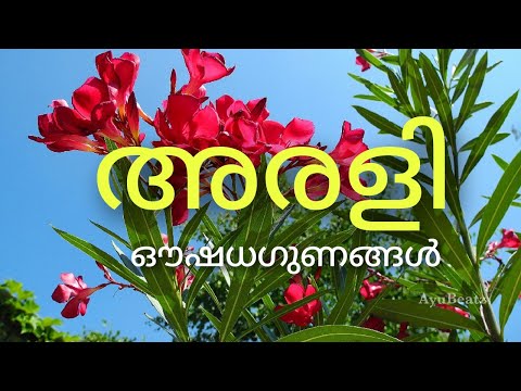 Arali | Oleander | Benefits | Uses