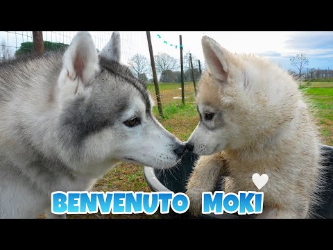 ANDIAMO A PRENDERE IL NOSTRO CUCCIOLO! 🐺🤍🐾 | MARTY E YUKO