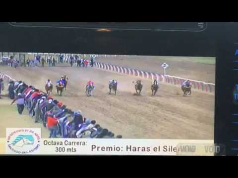 Polla potrillos tres harás