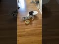 Curious 8 Month Old S Exploration Adventure In Upseat