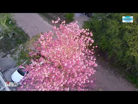 Cancion: flor de lapacho