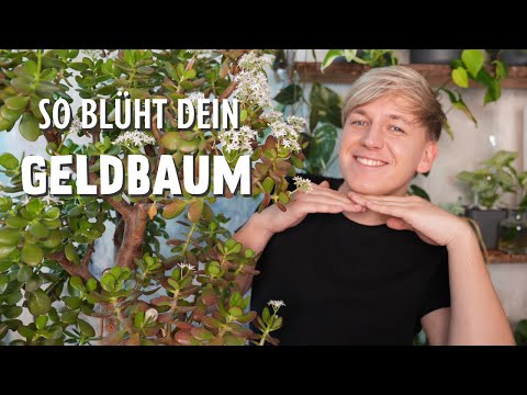 ENDLICH Blüten! 3 Geheimtipps, damit dein Geldbaum noch dieses Jahr blüht 😍 (Crassula ovata)