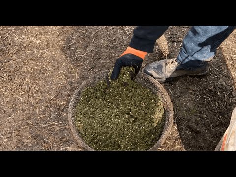 Make Healthier Goose Food. Feeding Geese Grass Pellets Mixed With Corn And Grains.