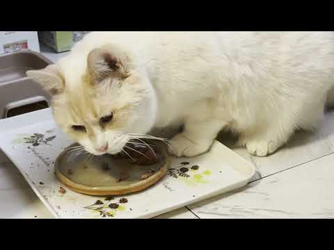 Cat waits for dohor Adhan