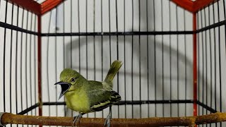 Download lagu Putar 1 menit,,Di jamin sirtu yang tadinya cuma diem langsung emosi. mp3