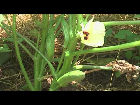 download lagu mp3 mp4 Rodgers Heirlooms Little Mountain, download lagu Rodgers Heirlooms Little Mountain gratis, unduh video klip Rodgers Heirlooms Little Mountain