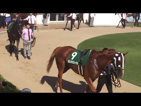 The 16 contenders for the GIII 2018 Shion Stakes in the parade ring