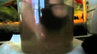 How/Why to Clean Moss Balls