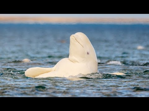 Ces baleines blanches s'offrent un peeling collectif