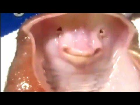 Fish laughs when you tickle it