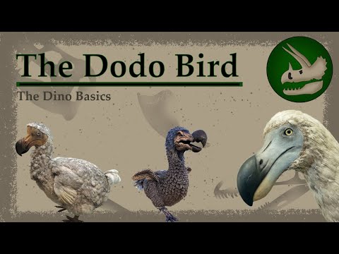 Dodo Bird | Evolution's Punching Bag | Dino Basics