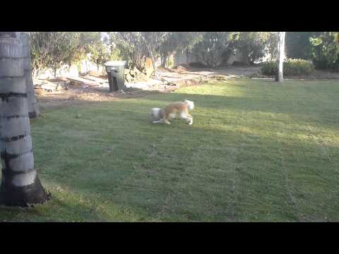 Aneesa   1st day on new grass