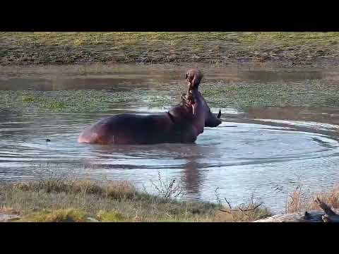 Djuma: Hippo being active - 16:46 - 08/08/2022
