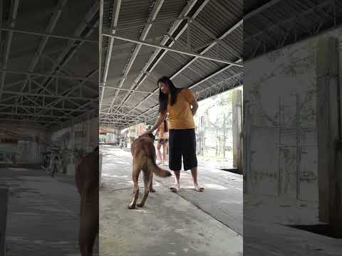 my belgian Malinois dog 🐶🐕 pochim