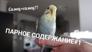 Что делать если самец амадин клюет самку от самца