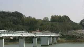 preview picture of video 'アキーラさん！浜松・都田川沿いの桜,Sakura arong Miyakoda-river,Hamamatsu,Japan'