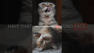 BRITISH SHORTHAIR vs. SCOTTISH FOLD! 🐈‍⬛ #SHORTS