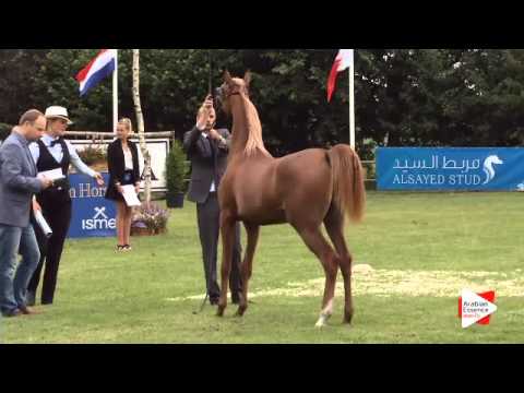 N.2 INSHA LAHANDRA - Ströhen 2015 C-Show - Yearling Fillies (Class 3)