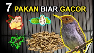 Download lagu 7 Foods for Prenjak Birds to Make Them Sing and Sing Frequently! mp3 Download lagu 7 Foods for Prenjak Birds to Make Them Sing and Sing Frequently! mp3