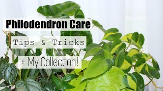 Philodendron Houseplant Care Tips &amp; Tricks | My Philodendron Collection!