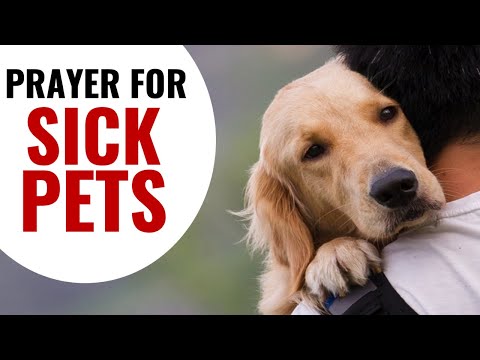 Healing Prayer For Animals | Pray for Your Beloved Pets Healing and For All Of God's Creatures