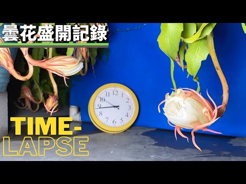 夜間開花植物
