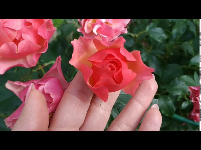 Сорт розы Жан Кокто