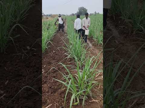 #sugarcane #ratooncrop #fertilizer #agriculture #rotavator #nutrients #cropconsultant #farmer #kheti