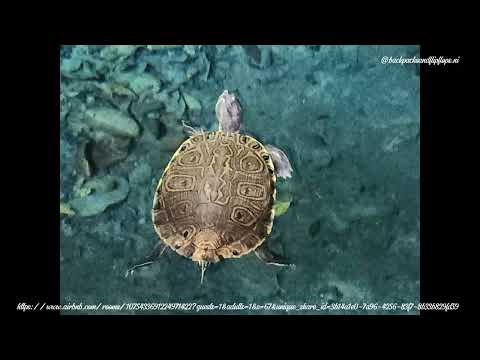 Casa de la Selva in beautiful Pueblo Sacbe Playa del Carmen MX
