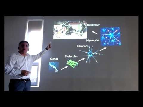 Effect of Methylphenidate in Prefrontal Neuronal Activity During Shifts of Attention