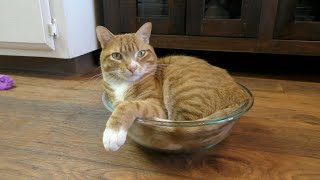 Cat in a bowl